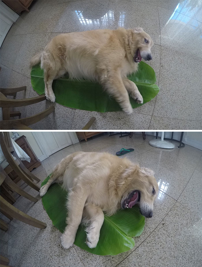 This Banana Leaf Was Suppose To Be Used For Food Preparation For Our Christmas Dinner ...but When "It" Fell Off The Table