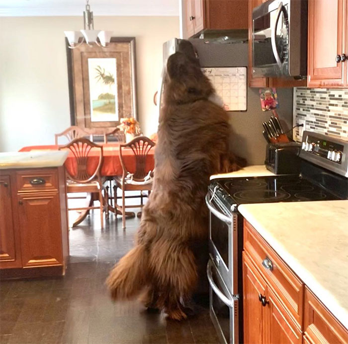 Far Reaching Snoofer