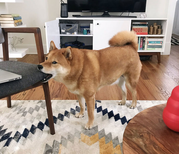 When My Dog Wants Attention He Gently Bites A Piece Of Furniture, Holds Perfectly Still, And Makes Aggressive Eye Contact