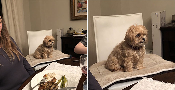Basically Every Time We Eat Dinner My Dog Starts Bawling So We Got Her A Chair So She Could Be Included And She Hasn’t Cried Since