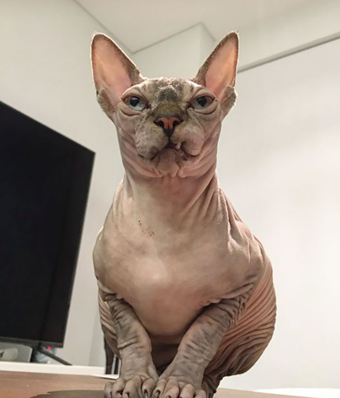 Feeling Cute, Might Delete Later