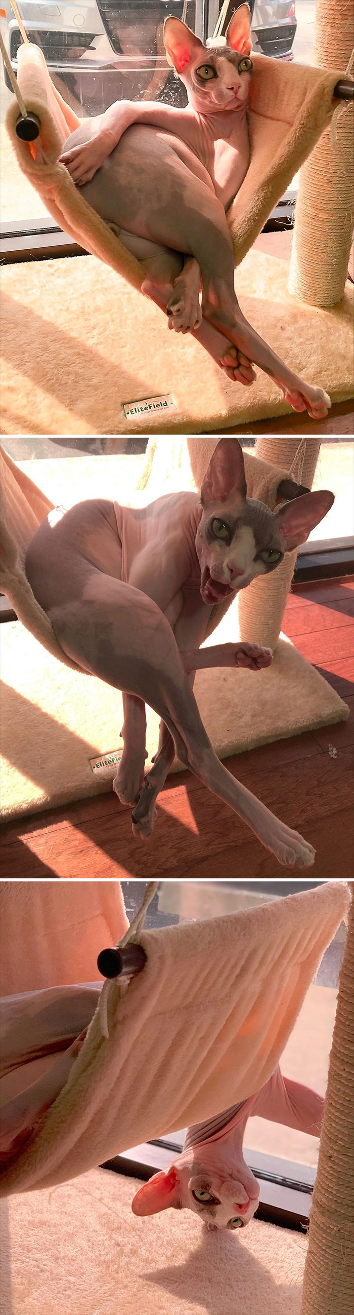 Crankys Top 2019 Hammock Pose