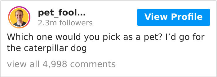 The Author Of 'Brutus And Pixie' Comics Reimagines The Animals From Viral Photos And Almost 500K People Like It