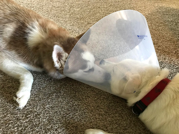 Funny-Pets-With-Cones