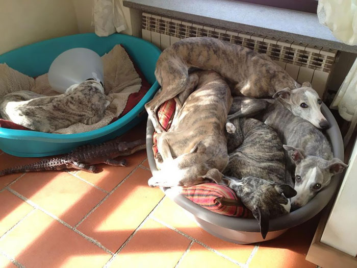 Funny-Pets-With-Cones