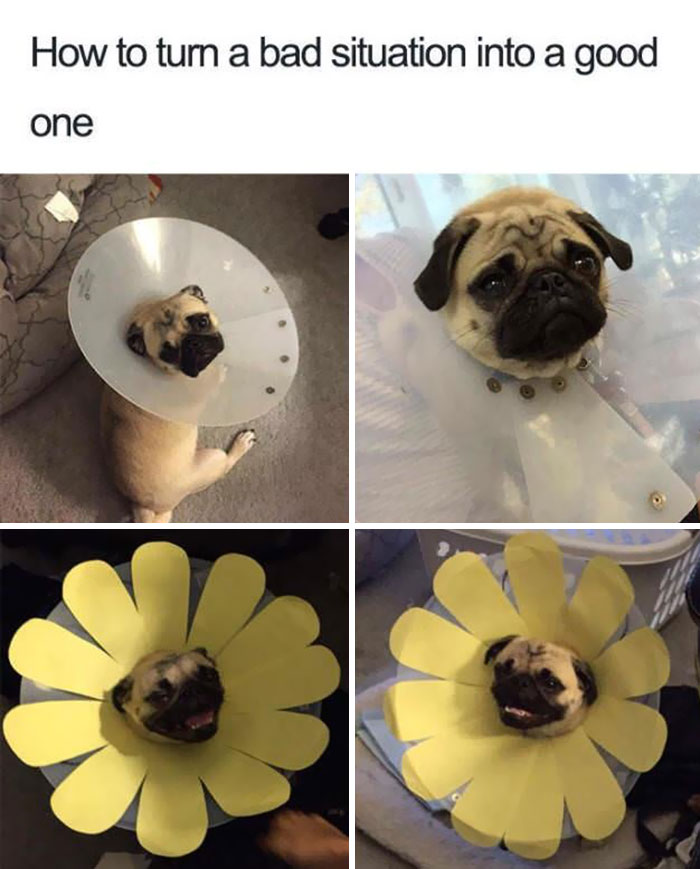 Funny-Pets-With-Cones