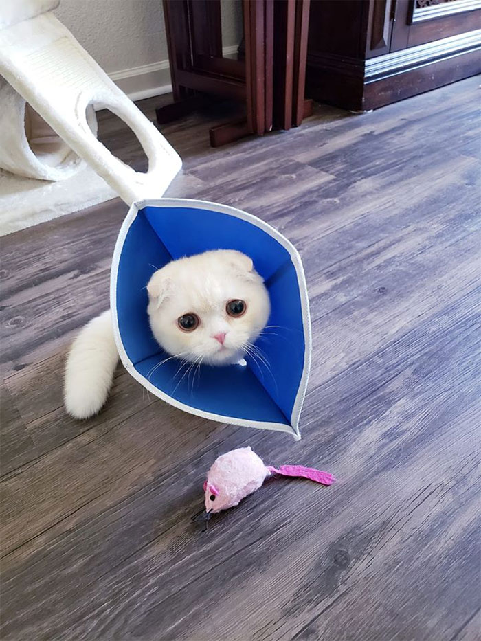 Funny-Pets-With-Cones