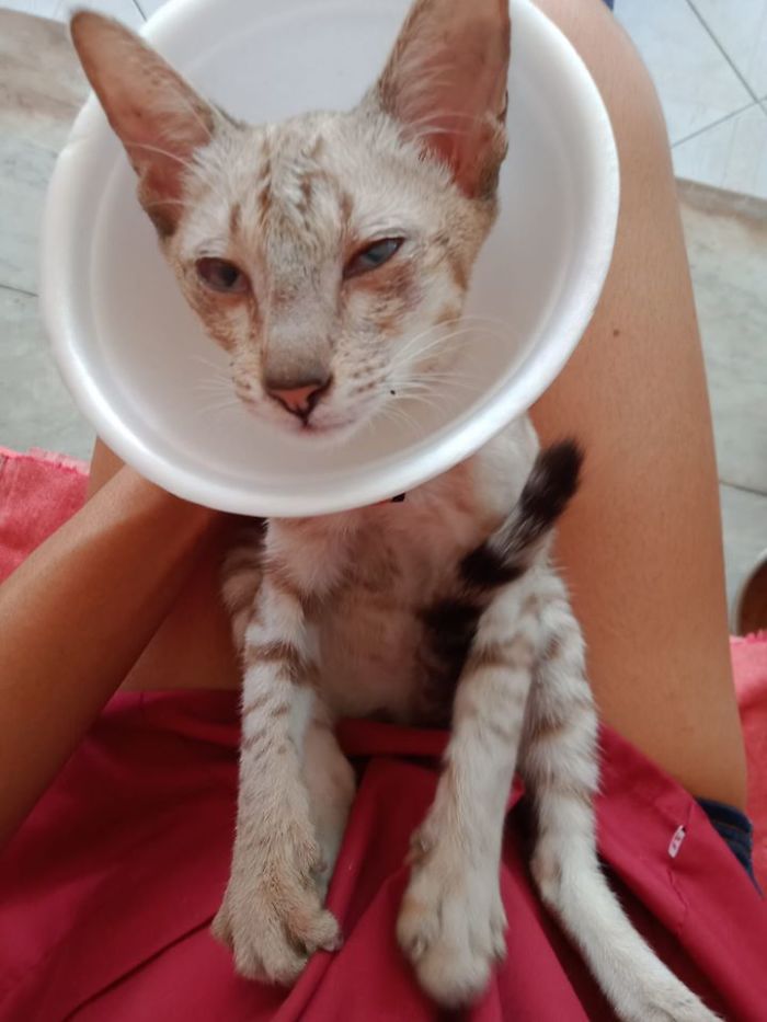 Funny-Pets-With-Cones