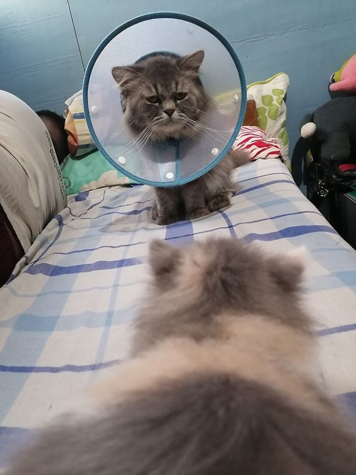 Funny-Pets-With-Cones