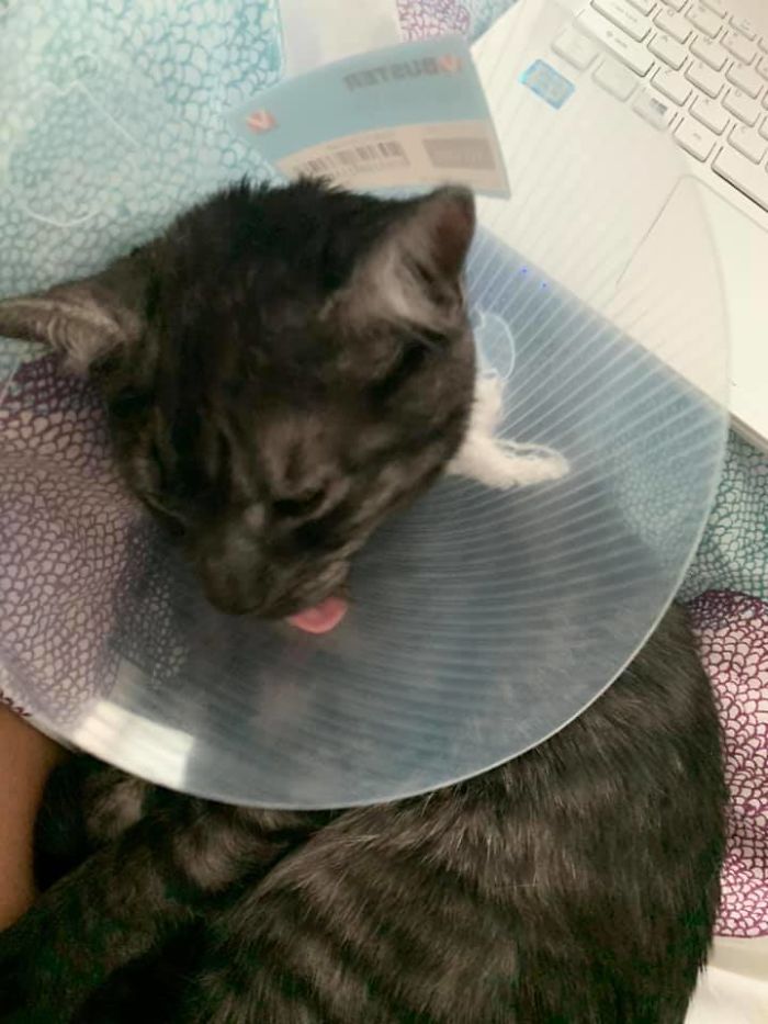 Funny-Pets-With-Cones