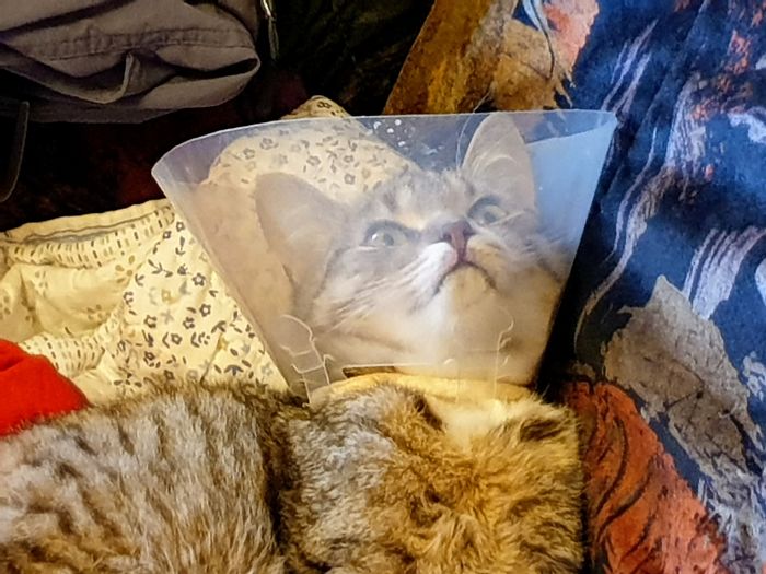 Funny-Pets-With-Cones