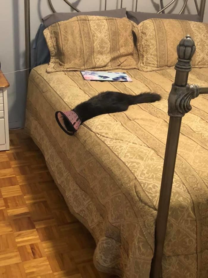 Funny-Pets-With-Cones