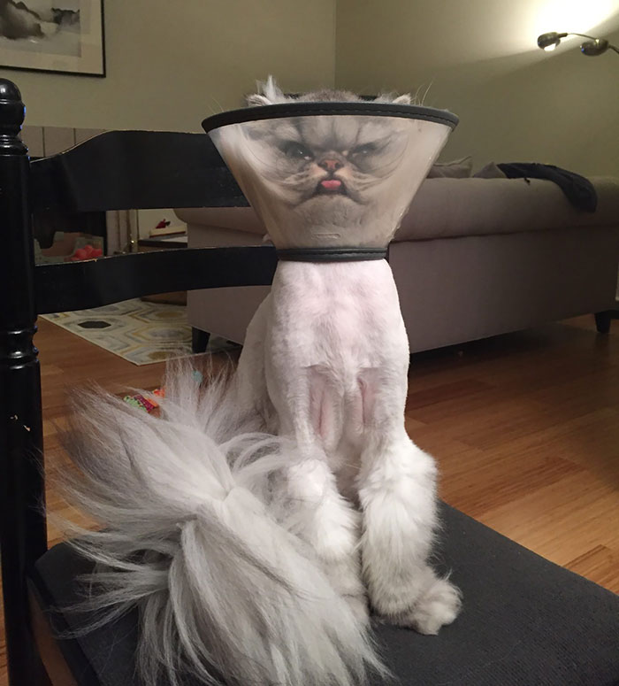Funny-Pets-With-Cones