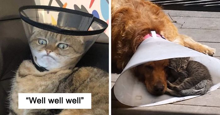 35 Pics Of Pets Not Rocking The Cone Of Shame At All