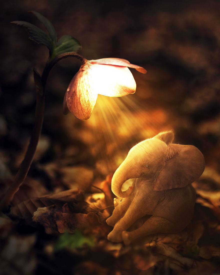 The Glowing Baby Elephant!