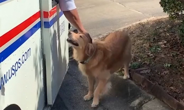 Golden Retriever Falls In Love With The Local Delivery Men, Her Owner Starts Capturing Their Daily Routine On Camera Golden Retriever Falls In Love With The Local Delivery Men, Her Owner Starts Capturing Their Daily Routine On Camera