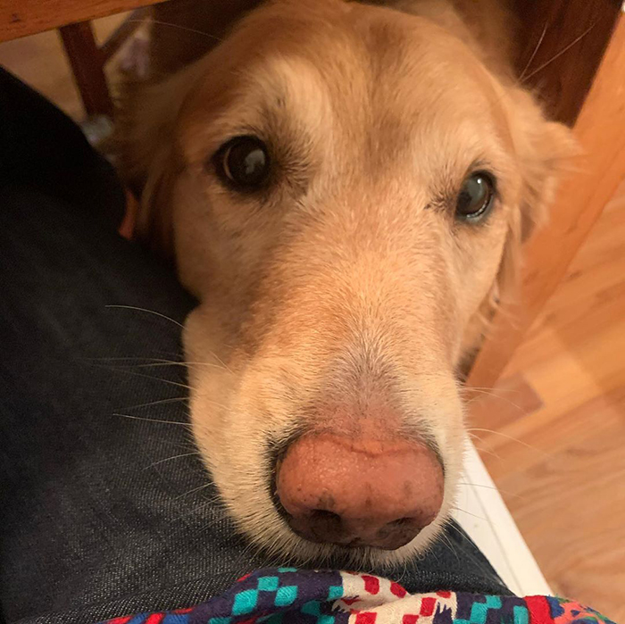 Golden Retriever Falls In Love With The Local Delivery Men, Her Owner Starts Capturing Their Daily Routine On Camera Golden Retriever Falls In Love With The Local Delivery Men, Her Owner Starts Capturing Their Daily Routine On Camera