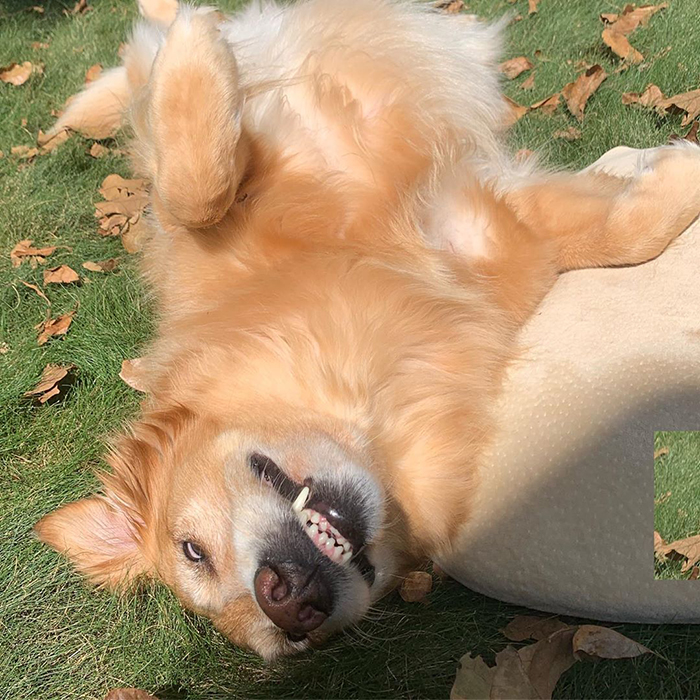 Golden Retriever Falls In Love With The Local Delivery Men, Her Owner Starts Capturing Their Daily Routine On Camera Golden Retriever Falls In Love With The Local Delivery Men, Her Owner Starts Capturing Their Daily Routine On Camera