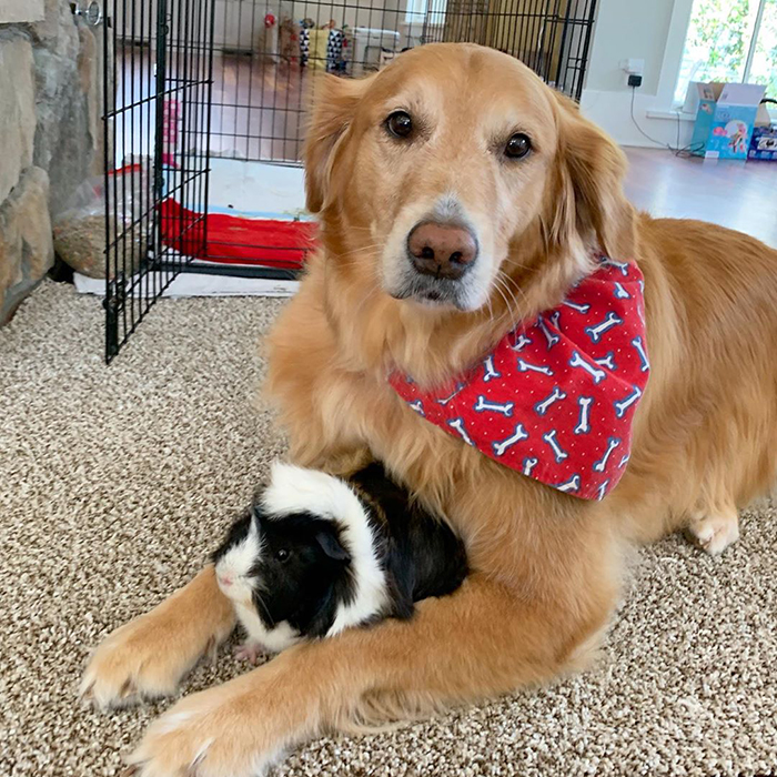 Golden Retriever Falls In Love With The Local Delivery Men, Her Owner Starts Capturing Their Daily Routine On Camera Golden Retriever Falls In Love With The Local Delivery Men, Her Owner Starts Capturing Their Daily Routine On Camera