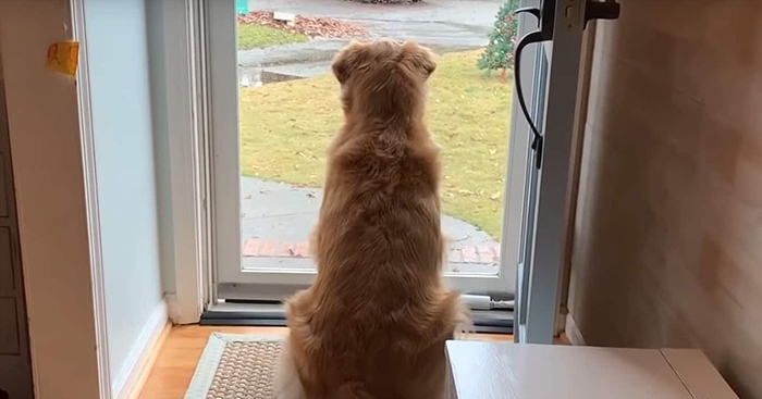 Este golden retriever adora a los repartidores de su zona, y su dueña comienza a grabar su rutina diaria con ellos