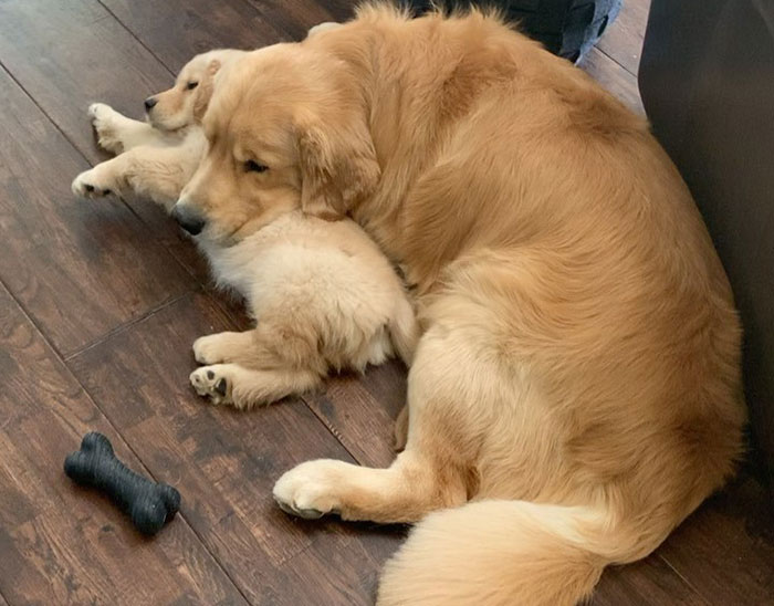 These Adorable Dogs Love Using Each Other As Pillows (26 Pics)