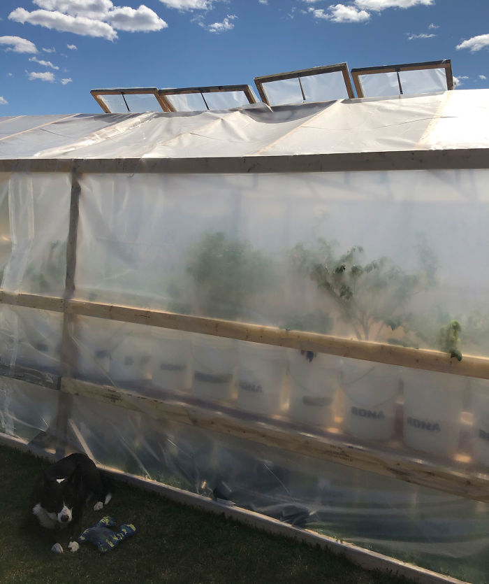 Canadian Guy Is Growing Superhot Peppers Using Radio Controlled Equipment And The Whole Process Is A Rare Sight Canadian Guy Is Growing Superhot Peppers Using Radio Controlled Equipment And The Whole Process Is A Rare Sight