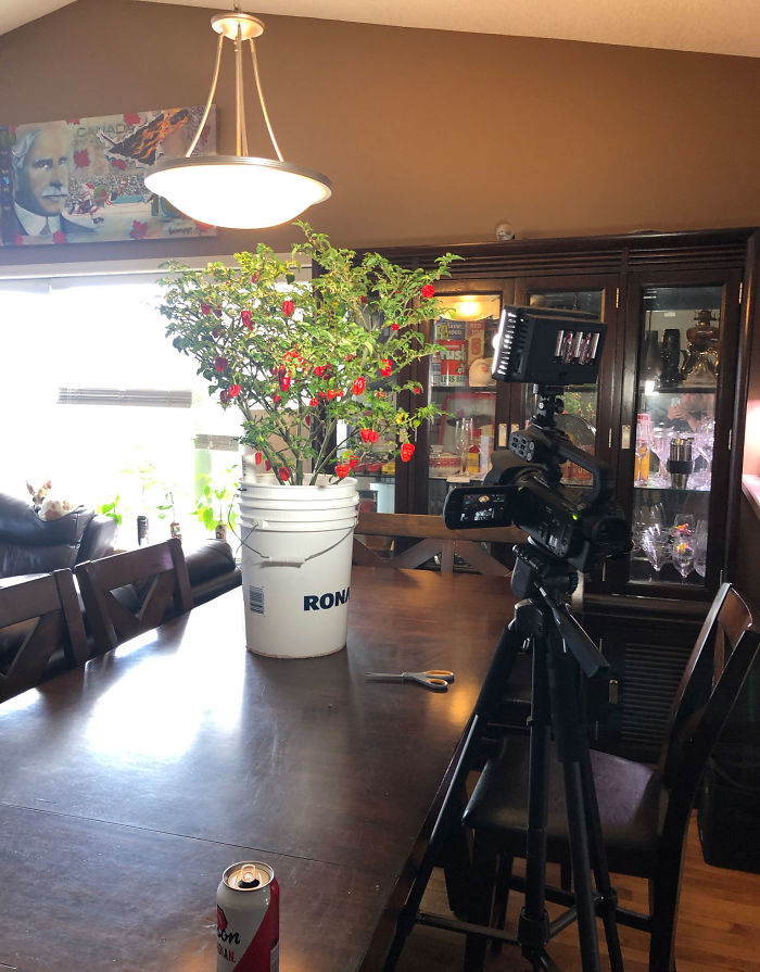 Canadian Guy Is Growing Superhot Peppers Using Radio Controlled Equipment And The Whole Process Is A Rare Sight Canadian Guy Is Growing Superhot Peppers Using Radio Controlled Equipment And The Whole Process Is A Rare Sight