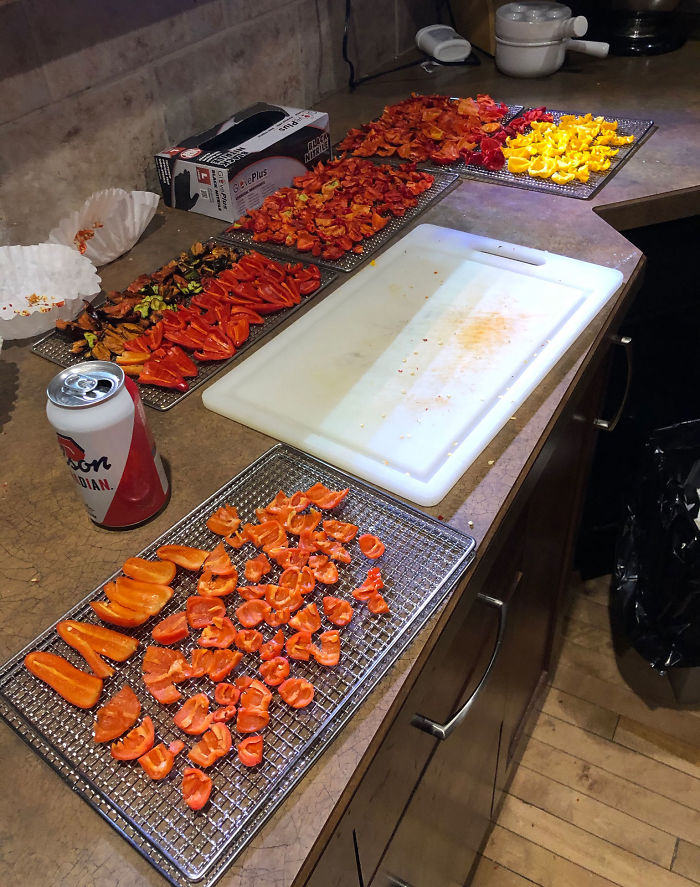 Canadian Guy Is Growing Superhot Peppers Using Radio Controlled Equipment And The Whole Process Is A Rare Sight Canadian Guy Is Growing Superhot Peppers Using Radio Controlled Equipment And The Whole Process Is A Rare Sight