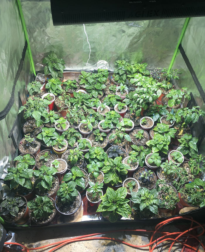 Canadian Guy Is Growing Superhot Peppers Using Radio Controlled Equipment And The Whole Process Is A Rare Sight