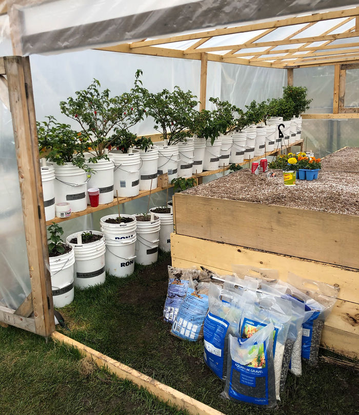 Canadian Guy Is Growing Superhot Peppers Using Radio Controlled Equipment And The Whole Process Is A Rare Sight Canadian Guy Is Growing Superhot Peppers Using Radio Controlled Equipment And The Whole Process Is A Rare Sight