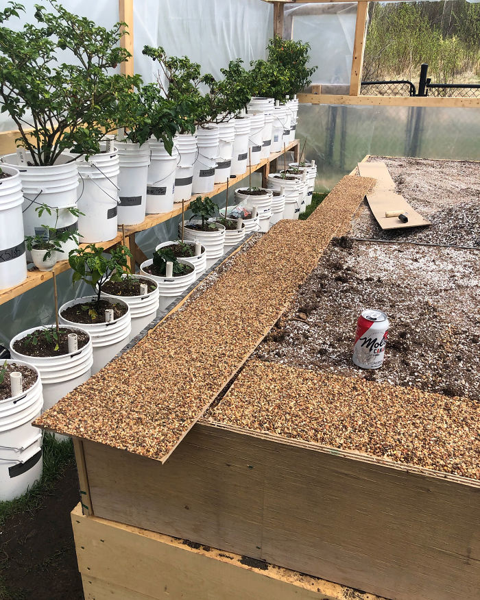 Canadian Guy Is Growing Superhot Peppers Using Radio Controlled Equipment And The Whole Process Is A Rare Sight Canadian Guy Is Growing Superhot Peppers Using Radio Controlled Equipment And The Whole Process Is A Rare Sight
