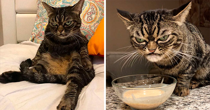Meet The New Grumpy Cat Called Kitzia That Looks Even Angrier Than Her Late Predecessor