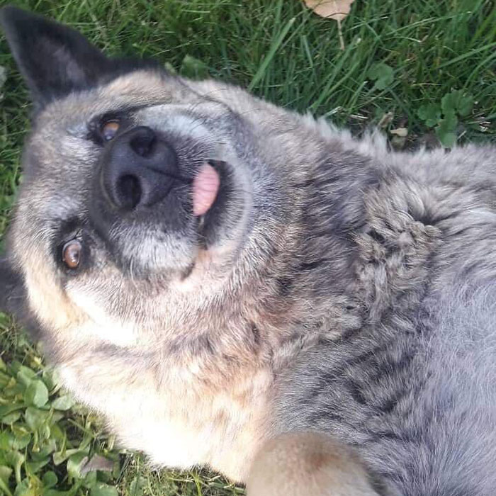 Hey Pandas, Share The Funniest Pic Of Your Dog (Ended)