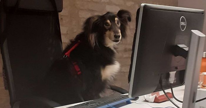 Hey Pandas, Share The Funniest Pic Of Your Dog (Ended)