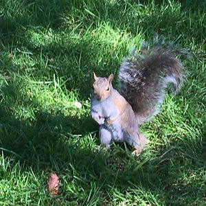 elizabethbrooks-lim avatar