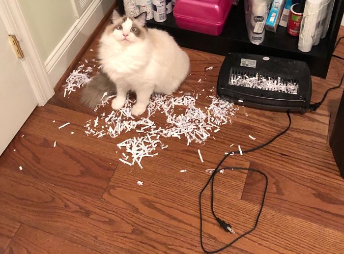 Trying To Wfh...my Assistant Oscar Is A Goofball