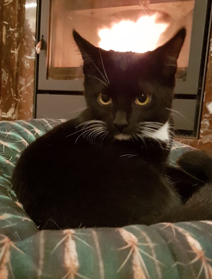 Human, Kneel! (And Throw Some Cat Treats In My Catagram)