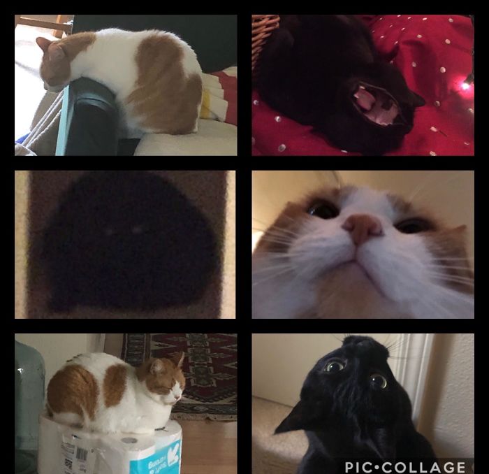 I Have 2 Cats, So I Have Quite A Few Good Ones!