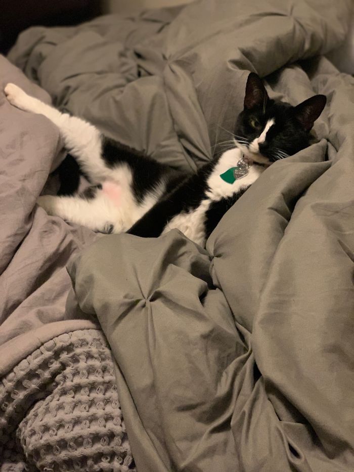 My Cat Oatmeal Posing For The Cover Of Playcat