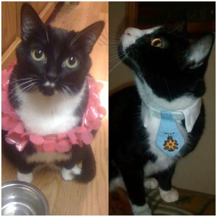 Edwina Jarvis On Her Recent Hawaiian Vacation And Rockit J. Cat On His Way To Work