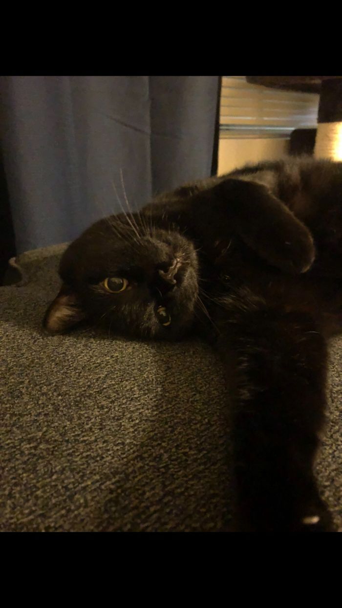 Play With Me Hooman!