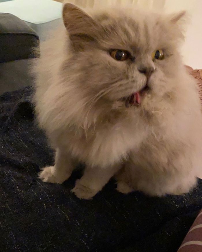 Winterfluff, The Struggle Is Real