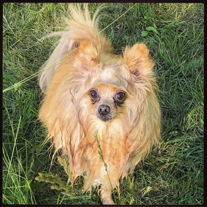 Water Doggy With A Unibrow