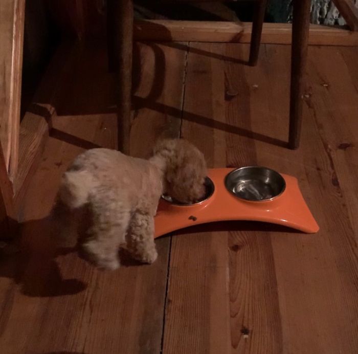 Always Rising It’s Back Paws While Eating