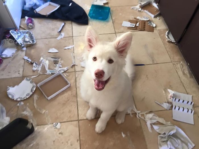 I Took Out The Trash For You! You’re Welcome!