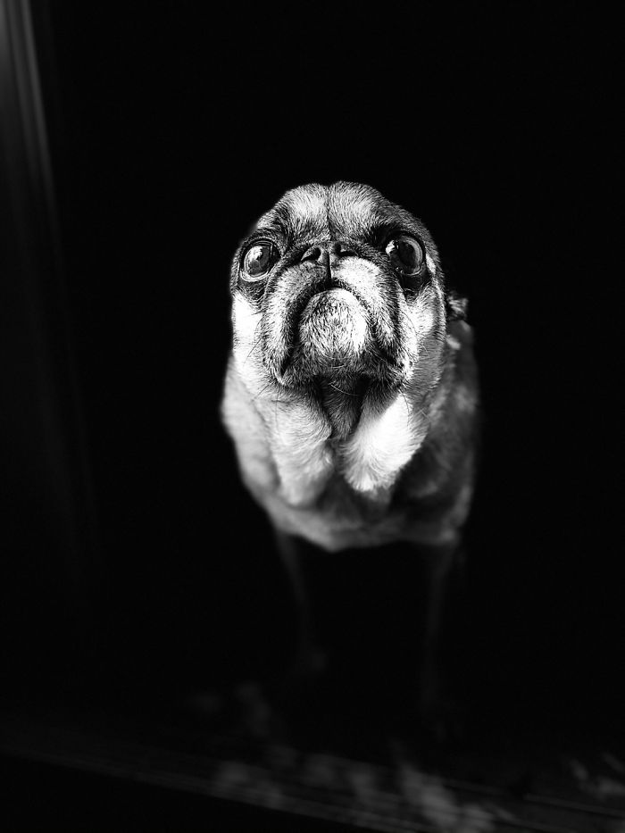 Something Wicked And Snorting This Way Comes