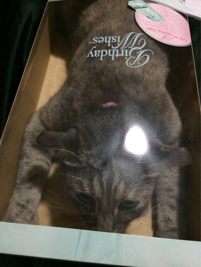 Best Birthday Wish Ever!