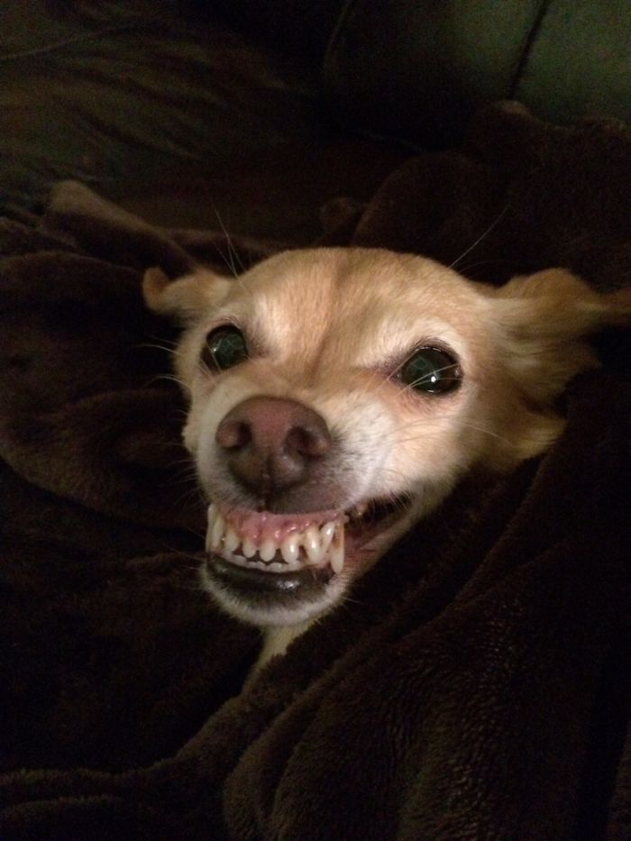 This Is Molly. Also Known As Fun Killer.