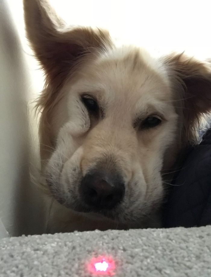 My Dog Is More Beautifuler Than Yours!! 🤪