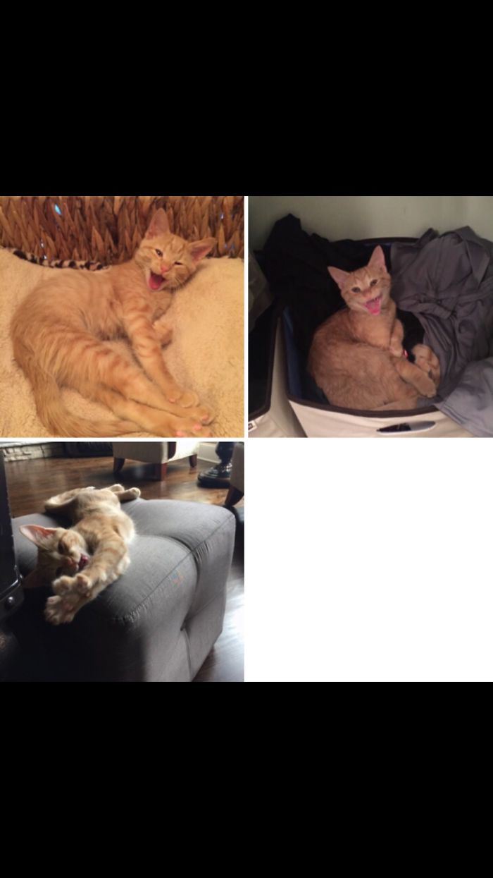 This Is Owen. He Almost Always Has Something To Say.